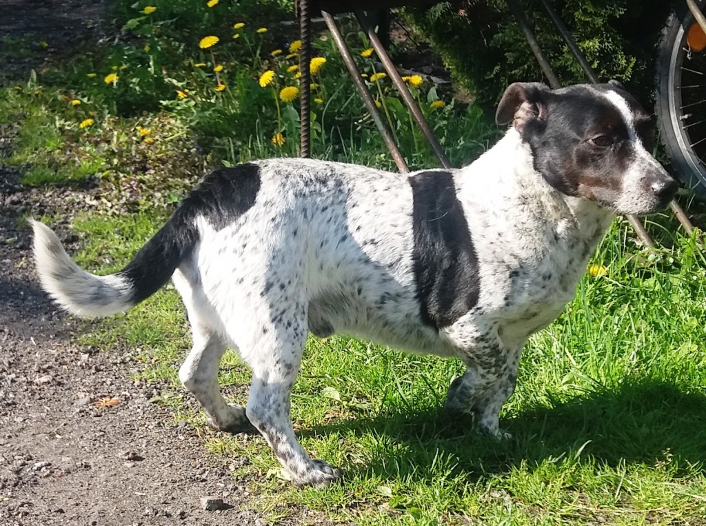 pies Bodora przy stojaku